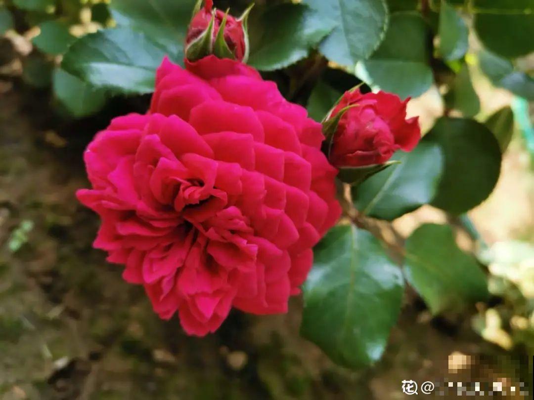 20种花,夏天要休眠,一浇水就死! 20种花,夏天要休眠,一浇水就死!