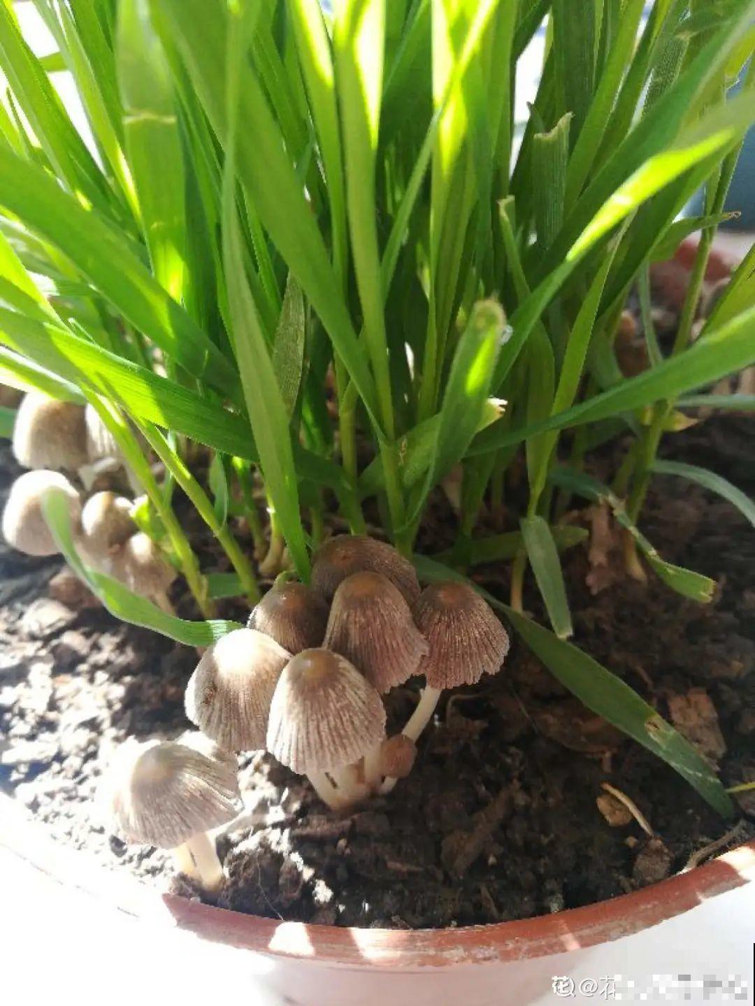 花盆里冒了小蘑菇,太吓人,赶紧丢了! 花盆里冒了小蘑菇,太吓人,赶紧丢了!