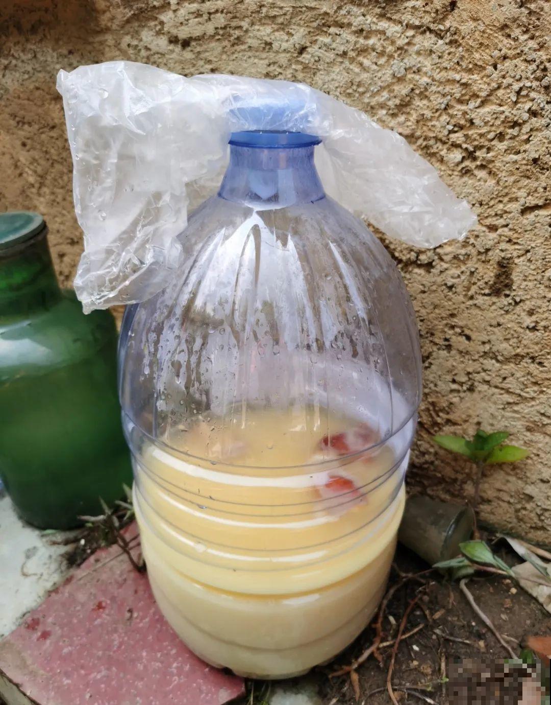 9种花真是老酒鬼，5天一小杯，叶子绿得像打蜡！