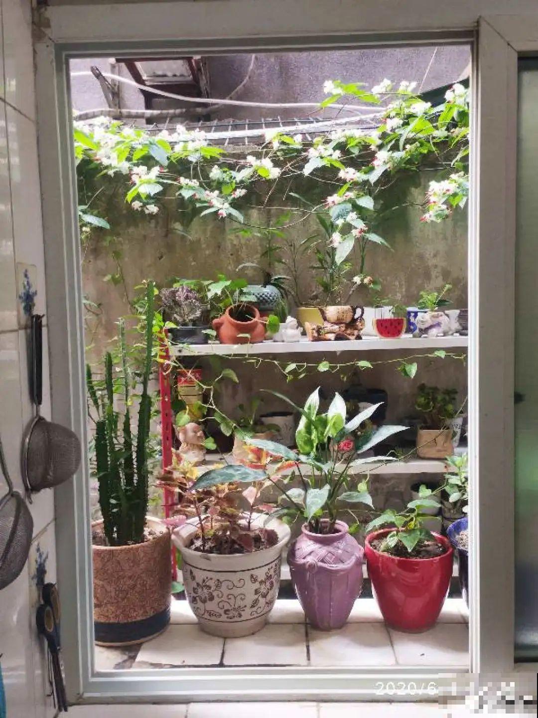 夏天养花,这个地方千万别摆,否则3天死翘翘! 夏天养花,这个地方千万别摆,否则3天死翘翘!