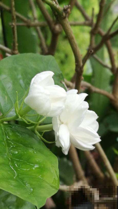 土里撒点粉末,碱性变酸性,花朵蹭蹭开不黄叶 土里撒点粉末,碱性变酸性,花朵蹭蹭开不黄叶