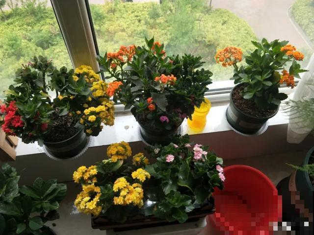 花出现黄叶打蔫，千万别扔，还能救回来！