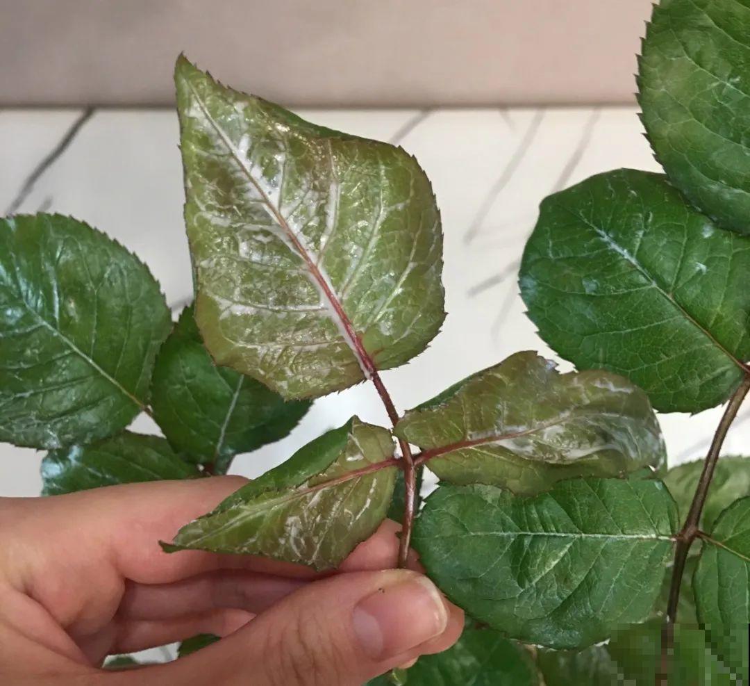 自制杀菌水、杀虫水，3天给花喷一次，虫病全扫光！
