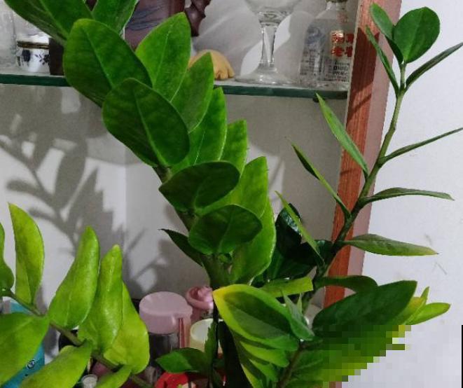 这花最怕乱浇水,一浇就黄叶烂根,不浇反而冒侧芽! 这花最怕乱浇水,一浇就黄叶烂根,不浇反而冒侧芽!