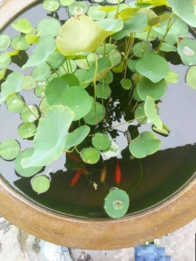 闲置的水缸占地方，不如拿来养花，生机自然气息满满！