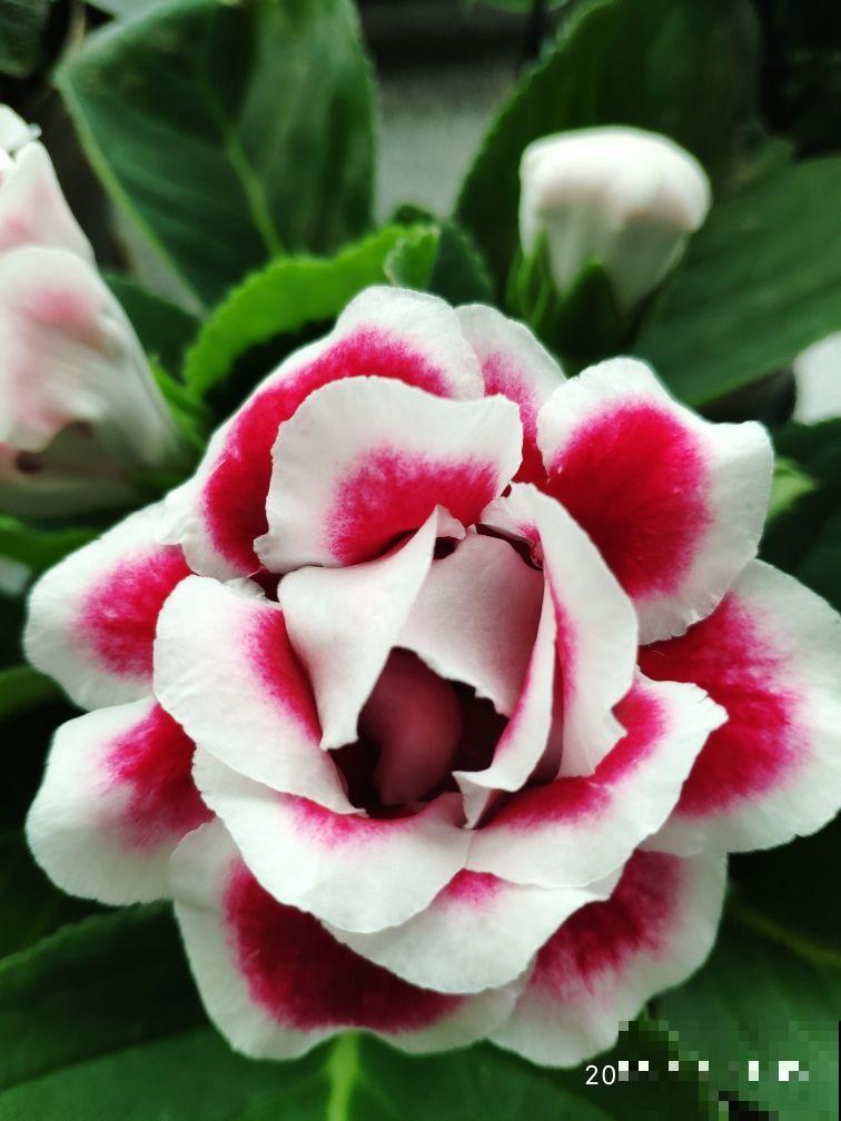 家里没光照,就养4种耐阴花,没光也能蹭蹭开花 家里没光照,就养4种耐阴花,没光也能蹭蹭开花