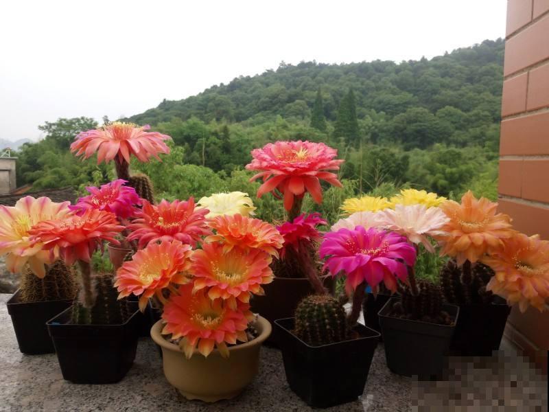 仙人球烂根、不开花，解决办法都在这里了，收藏起来！
