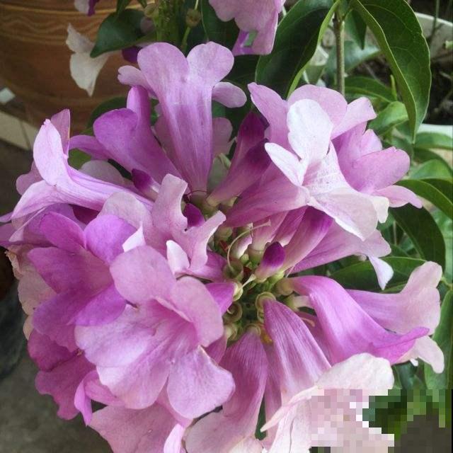 院子里养棵蒜香藤,香味独特,开花好看,谁见都喜欢 院子里养棵蒜香藤,香味独特,开花好看,谁见都喜欢