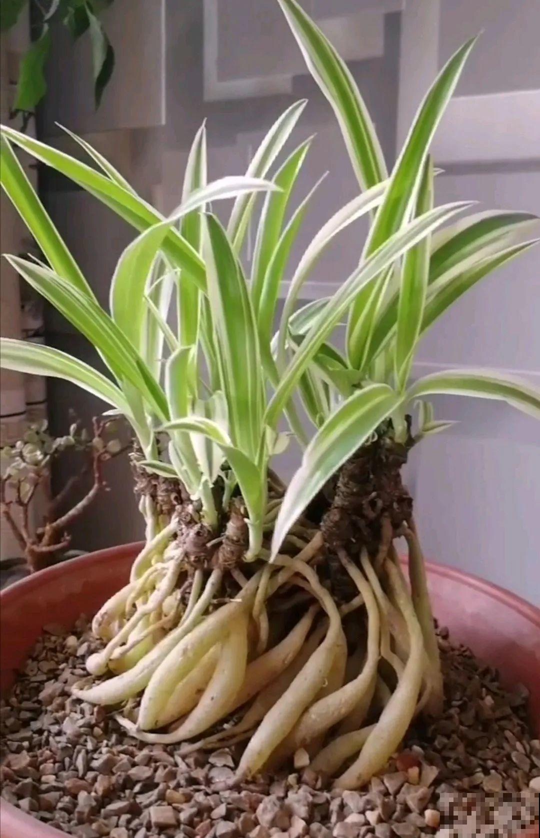 吊兰就用小盆养，根系拽一拽，立马变老桩！