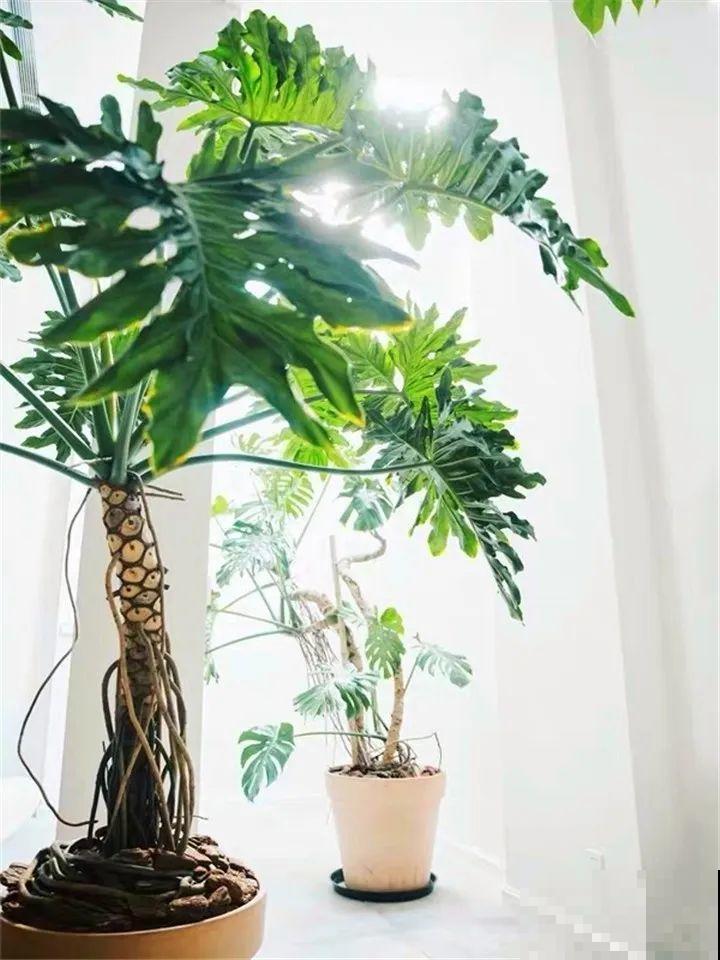 特干净的10种花,天热养一盆,家里特凉快! 特干净的10种花,天热养一盆,家里特凉快!