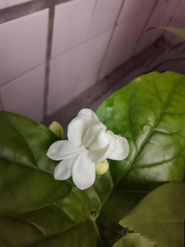 养了十年的茉莉结满种子，花友惊喜交加，赶紧播种出十几棵！