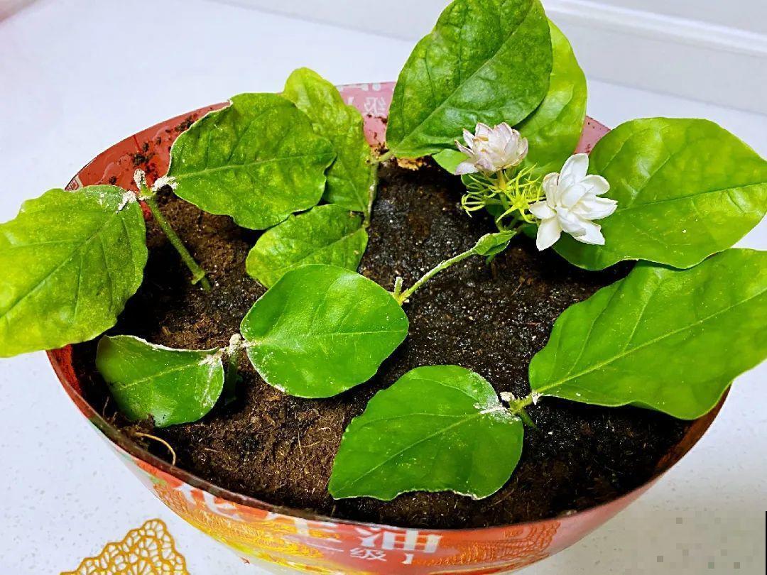 10种花，趁着天热赶紧扦插，成活率特别高