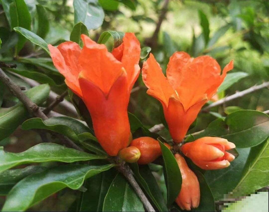 家里种一棵石榴树,开花红红火火,寓意特别好! 家里种一棵石榴树,开花红红火火,寓意特别好!