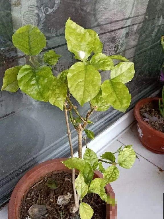 茉莉花后赶紧剪,剪完就开花,一直剪一直开! 茉莉花后赶紧剪,剪完就开花,一直剪一直开!