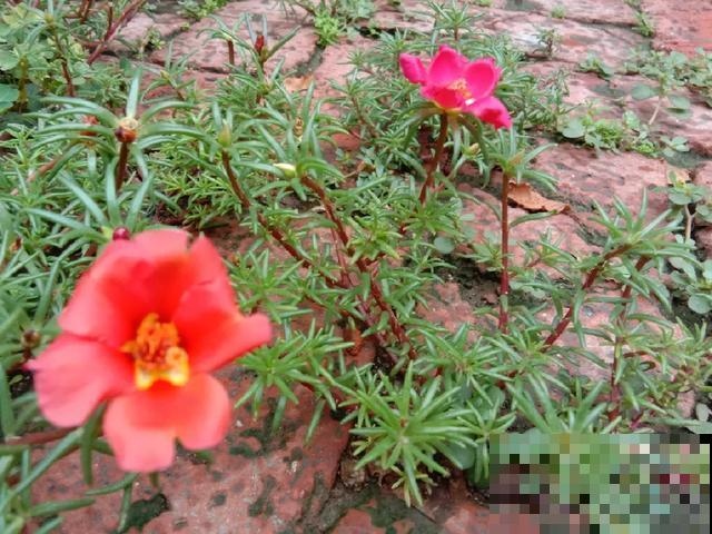 真正的花坚强,墙缝、地缝都能长,开花特别旺! 真正的花坚强,墙缝、地缝都能长,开花特别旺!