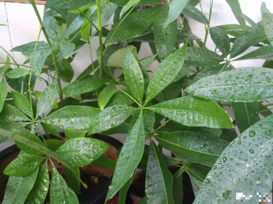 10种花一晒就死,夏天别放南阳台,小心晒成梅干菜! 10种花一晒就死,夏天别放南阳台,小心晒成梅干菜!