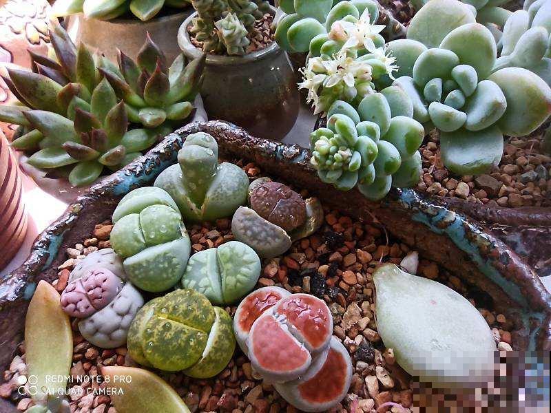 谁说北阳台不能养多肉?这些耐阴品种,照样长得美美的! 谁说北阳台不能养多肉?这些耐阴品种,照样长得美美的!