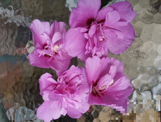 路边的木槿花开了,老人摘了一大筐,上锅蒸比肉还香! 路边的木槿花开了,老人摘了一大筐,上锅蒸比肉还香!