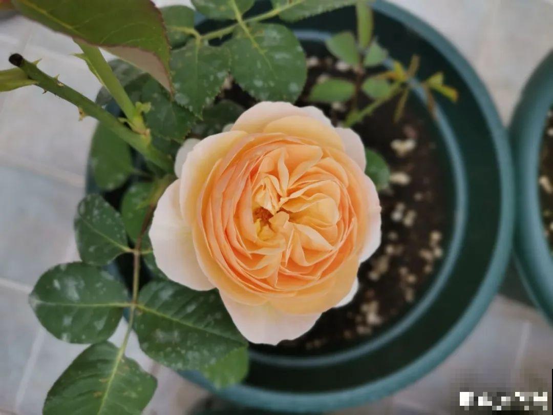 5种花盆养花,怪不得都死了,全是样子货! 5种花盆养花,怪不得都死了,全是样子货!