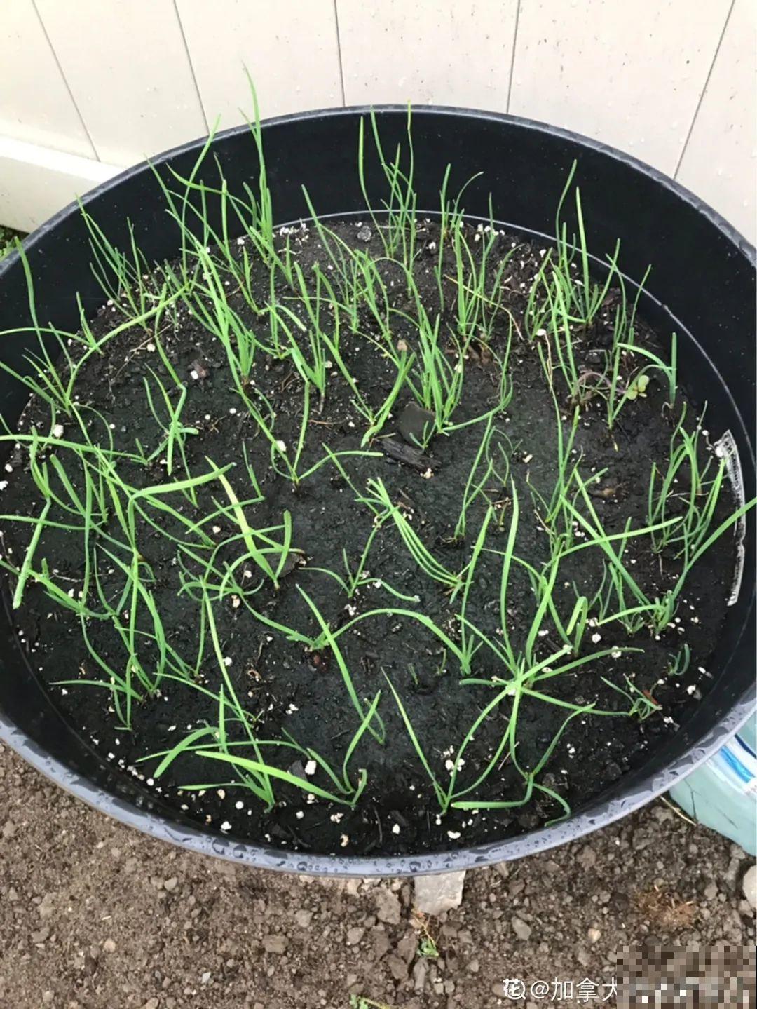 7种花最干净,门口、窗台放一盆,蚊虫不敢靠近! 7种花最干净,门口、窗台放一盆,蚊虫不敢靠近!