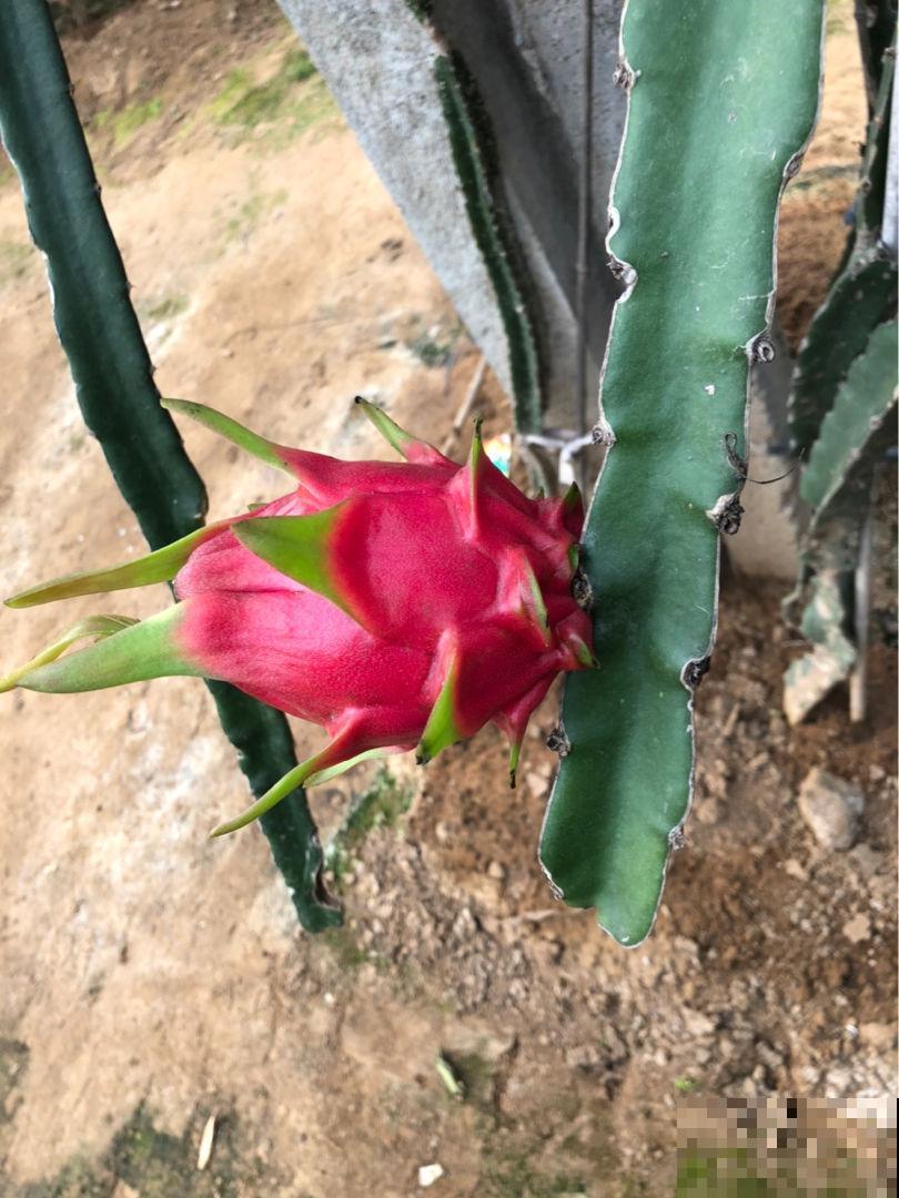 夏天就得多吃瓜,清热解毒还消暑,挑到好瓜最重要 夏天就得多吃瓜,清热解毒还消暑,挑到好瓜最重要