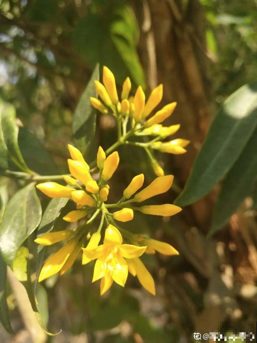听起来吓人的花,超有特点,你敢养吗 听起来吓人的花,超有特点,你敢养吗