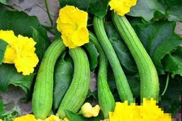 老人常说夏吃瓜，入夏多吃3种瓜，滋养脾胃身体好！