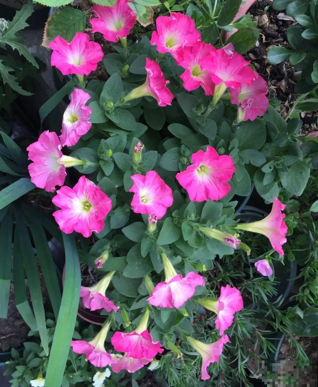 8种花，5月要赶紧修剪，剪完了还能窜新芽