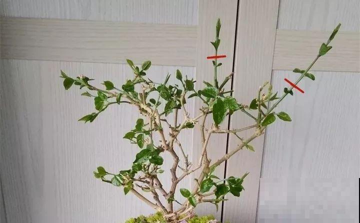 茉莉花后赶紧剪,剪完就开花,一直剪一直开! 茉莉花后赶紧剪,剪完就开花,一直剪一直开!