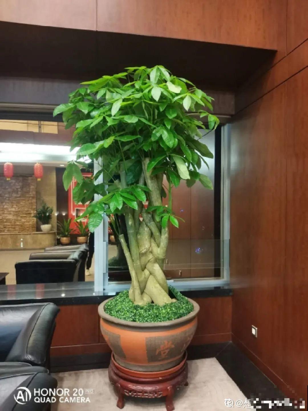 家里养这20种花,呼呼开花,花多得看不见叶 家里养这20种花,呼呼开花,花多得看不见叶