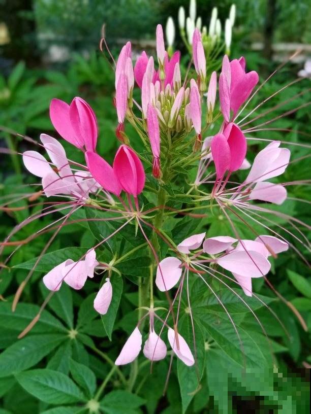 3种花开花就像小蝴蝶,好养皮实,种上一片美翻了 3种花开花就像小蝴蝶,好养皮实,种上一片美翻了