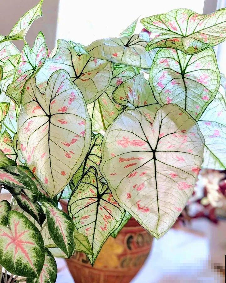 特干净的10种花,天热养一盆,家里特凉快! 特干净的10种花,天热养一盆,家里特凉快!