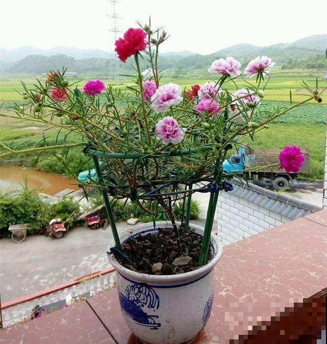 原来太阳花也能养成老桩,一棵就美上天,开花好几层! 原来太阳花也能养成老桩,一棵就美上天,开花好几层!