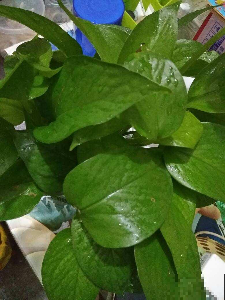 4种花爱喝啤酒，半个月给它喂1盅，越喝叶子越绿