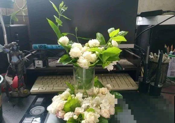 家里的花长出这种叶，千万保护好，特别值钱！