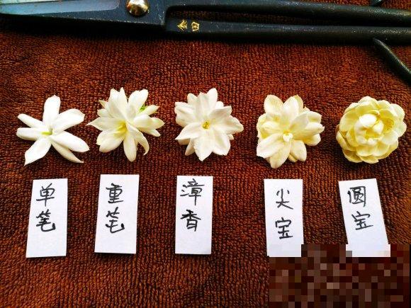清香好闻的茉莉花,原来有这么多品种,长见识了! 清香好闻的茉莉花,原来有这么多品种,长见识了!