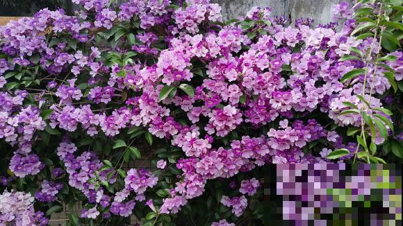 这3种花，一听名字就不想养，结果开花惊艳众人！