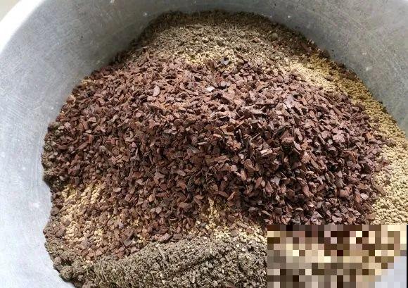 茉莉花后赶紧剪,剪完就开花,一直剪一直开! 茉莉花后赶紧剪,剪完就开花,一直剪一直开!