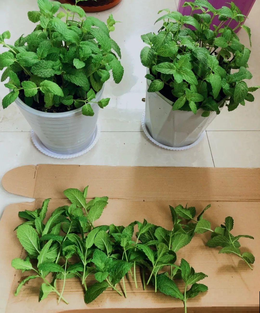 10种花爱淋雨，下雨扔外面，比白菜长的还快！