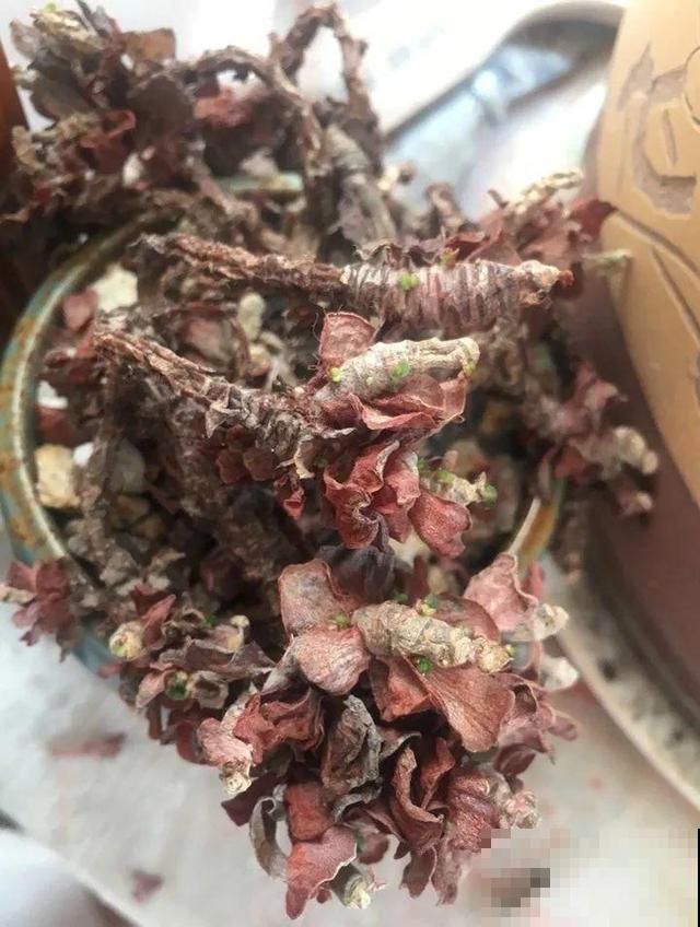 10种花一晒就死,夏天别放南阳台,小心晒成梅干菜! 10种花一晒就死,夏天别放南阳台,小心晒成梅干菜!