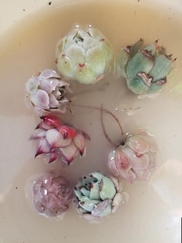 8种花,天热不能换盆,换了3天必死! 8种花,天热不能换盆,换了3天必死!