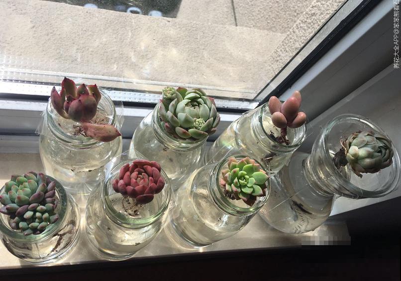 多肉度夏难,干脆扔水里,一棵都不死! 多肉度夏难,干脆扔水里,一棵都不死!