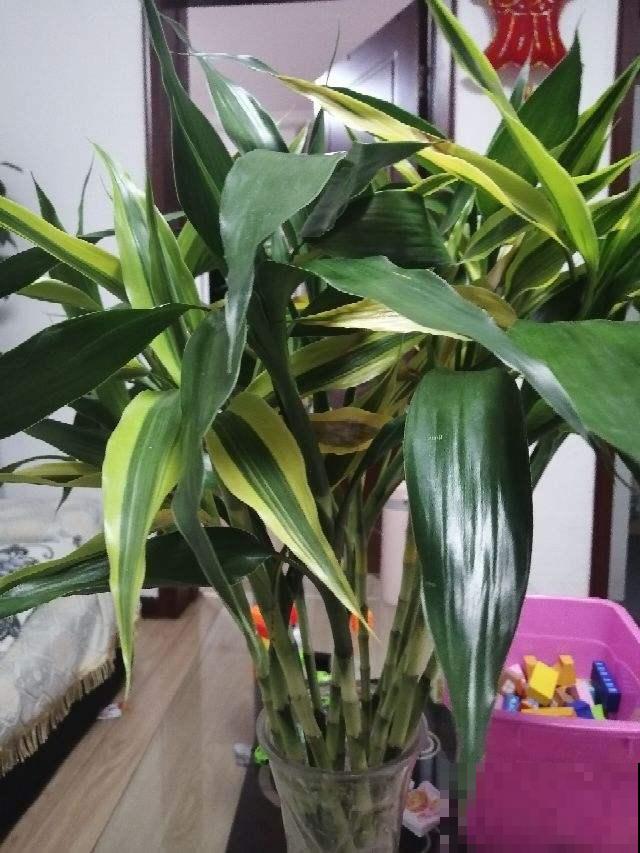 人间富贵花，家里养一盆，吉祥如意又招财
