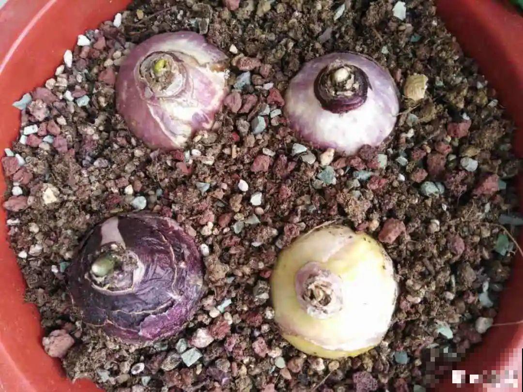 花一变这样，就是休眠了，赶紧换个地方养！