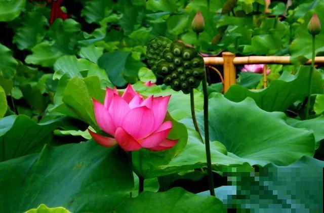 30首与花有关的老歌，满满的回忆，每一首都很经典！