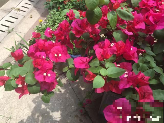 花出现黄叶打蔫，千万别扔，还能救回来！