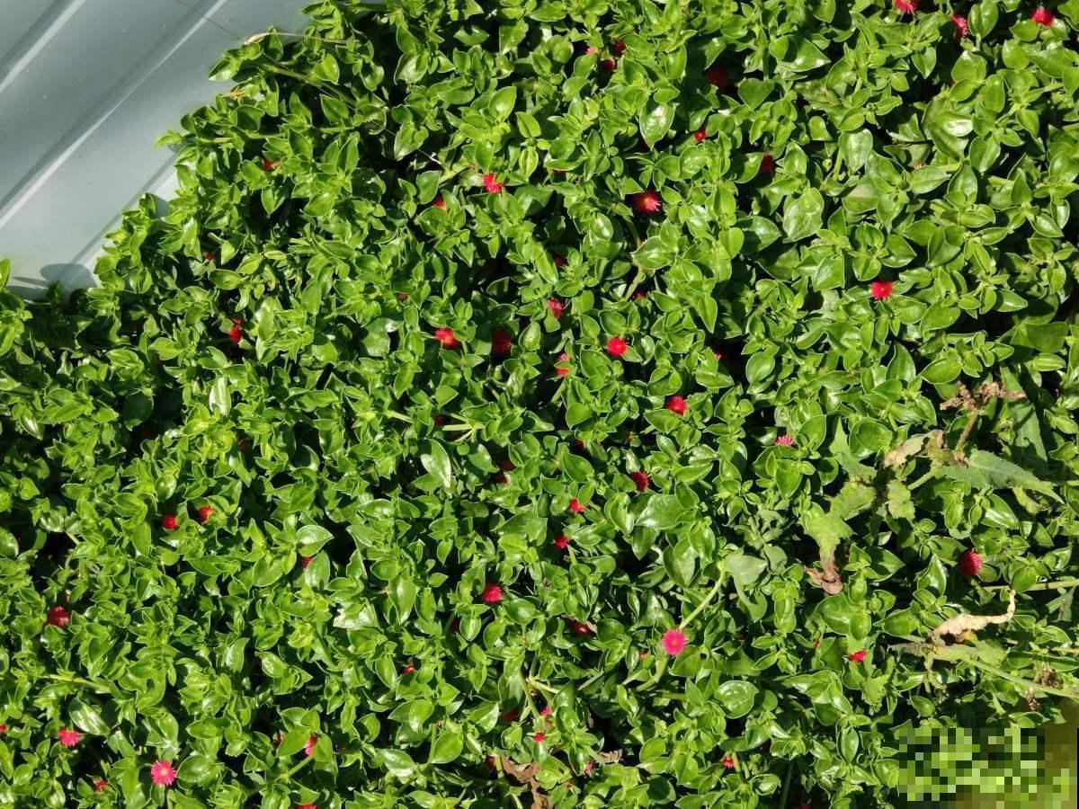 喜欢吃蛇莓的,这季节赶紧去野外摘,去晚就没了! 喜欢吃蛇莓的,这季节赶紧去野外摘,去晚就没了!