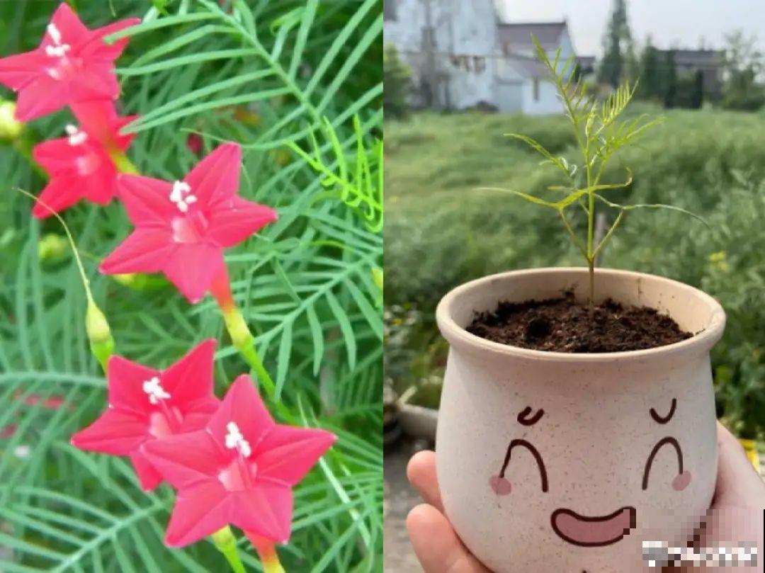 这花都是潜力股，开完种子一大把，千万别剪了！