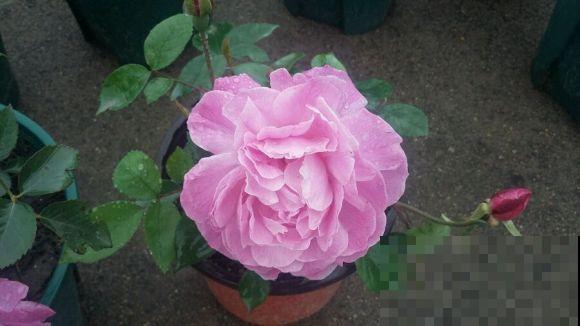 花市卖的花,都是老外培育的品种,国产花有哪些? 花市卖的花,都是老外培育的品种,国产花有哪些?