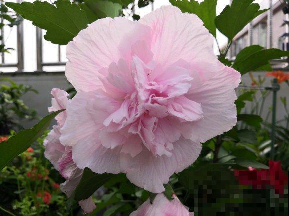 路边的木槿花开了,老人摘了一大筐,上锅蒸比肉还香! 路边的木槿花开了,老人摘了一大筐,上锅蒸比肉还香!